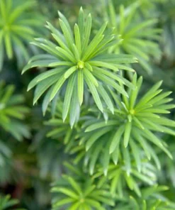 Dark Green Spreader Yew Cuttings - Unrooted Set of 12+ - Image 5