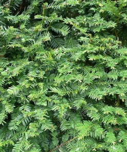 Dark Green Spreader Yew Cuttings - Unrooted Set of 12+ - Image 1