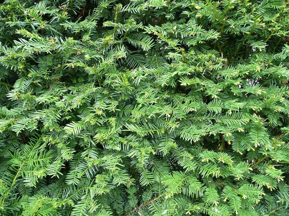 Dark Green Spreader Yew Cuttings - Unrooted Set of 12+ - Image 1
