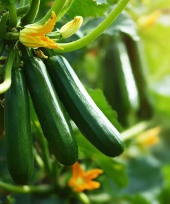 Dark Green Zucchini Seeds - Heirloom Summer Squash - 25 Seeds for Garden - Image 3