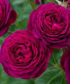 Dark Purple Rose Live Plant - Fragrant Floribunda Bush, 4-6 Inch Tall - Image 2