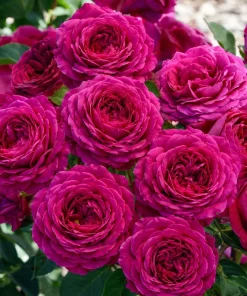 Dark Purple Rose Live Plant - Fragrant Floribunda Bush, 4-6 Inch Tall - Image 3