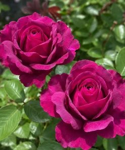 Dark Purple Rose Live Plant - Fragrant Floribunda Bush, 4-6 Inch Tall - Image 4