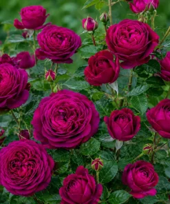 Dark Purple Rose Live Plant - Fragrant Floribunda Bush, 4-6 Inch Tall - Image 5