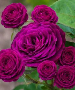 Dark Purple Rose Live Plant - Fragrant Floribunda Bush, 4-6 Inch Tall - Image 6