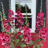 Dark Red Hollyhock Alcea Rosea Flower Seeds - 25 Seeds, Perennial, 60-84" Tall - Image 1