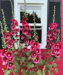 Dark Red Hollyhock Alcea Rosea Flower Seeds - 25 Seeds, Perennial, 60-84" Tall - Image 1