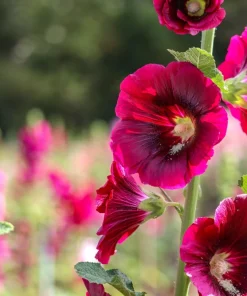Dark Red Hollyhock Alcea Rosea Flower Seeds - 25 Seeds, Perennial, 60-84