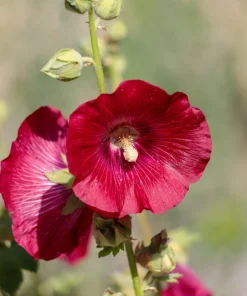 Dark Red Hollyhock Alcea Rosea Flower Seeds - 25 Seeds, Perennial, 60-84