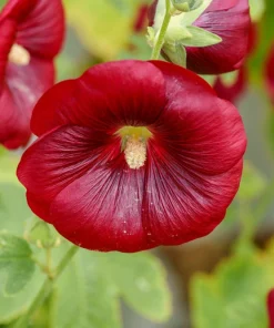 Dark Red Hollyhock Alcea Rosea Flower Seeds - 25 Seeds, Perennial, 60-84