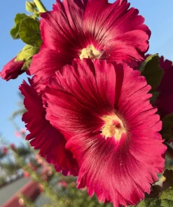 Dark Red Hollyhock Alcea Rosea Flower Seeds - 25 Seeds, Perennial, 60-84" Tall - Image 2