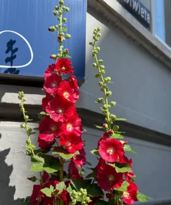Dark Red Hollyhock Alcea Rosea Flower Seeds - 25 Seeds, Perennial, 60-84