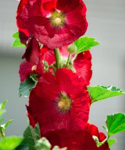 Dark Red Hollyhock Alcea Rosea Flower Seeds - 25 Seeds, Perennial, 60-84