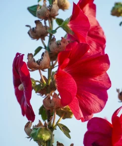 Dark Red Hollyhock Alcea Rosea Flower Seeds - 25 Seeds, Perennial, 60-84