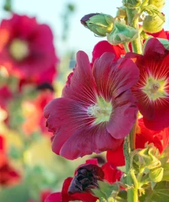 Dark Red Hollyhock Alcea Rosea Flower Seeds - 25 Seeds, Perennial, 60-84
