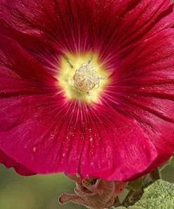 Dark Red Hollyhock Alcea Rosea Flower Seeds - 25 Seeds, Perennial, 60-84