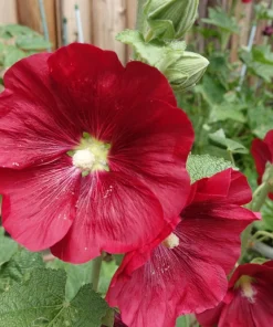 Dark Red Hollyhock Alcea Rosea Flower Seeds - 25 Seeds, Perennial, 60-84