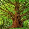 Dawn Redwood Tree - 10-16" Tall Live Plant - Quart Pot - Fast Growing Metasequoia glyptostroboides - Image 1
