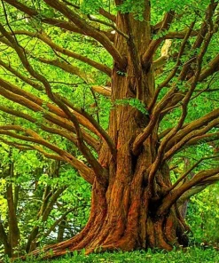 Dawn Redwood Tree - 10-16" Tall Live Plant - Quart Pot - Fast Growing Metasequoia glyptostroboides - Image 1