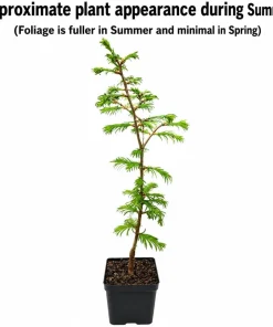 Dawn Redwood Tree - 10-16" Tall Live Plant - Quart Pot - Fast Growing Metasequoia glyptostroboides - Image 2