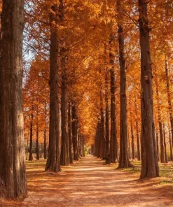 Dawn Redwood Tree - 10-16