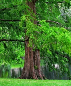 Dawn Redwood Tree - 10-16