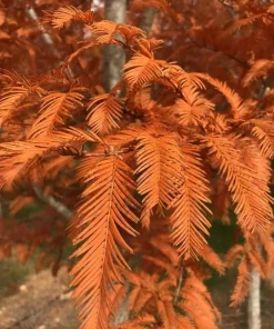 Dawn Redwood Tree - 10-16
