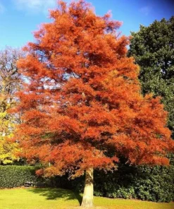 Dawn Redwood Tree - 10-16
