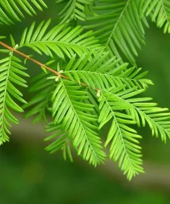Dawn Redwood Tree - 10-16