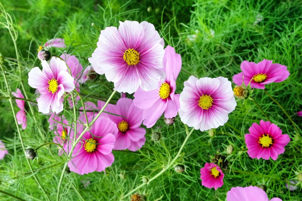 Daydream Cosmos Seeds - White & Pink Bicolor Flowers, 150 Seeds - Image 2