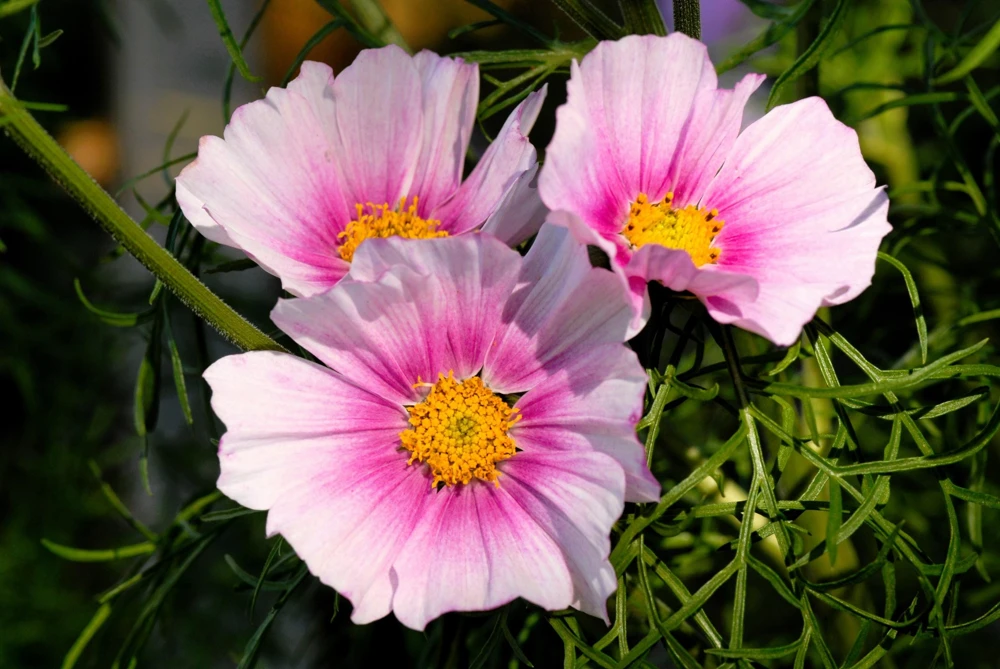 Daydream Cosmos Seeds - White & Pink Bicolor Flowers, 150 Seeds - Image 3