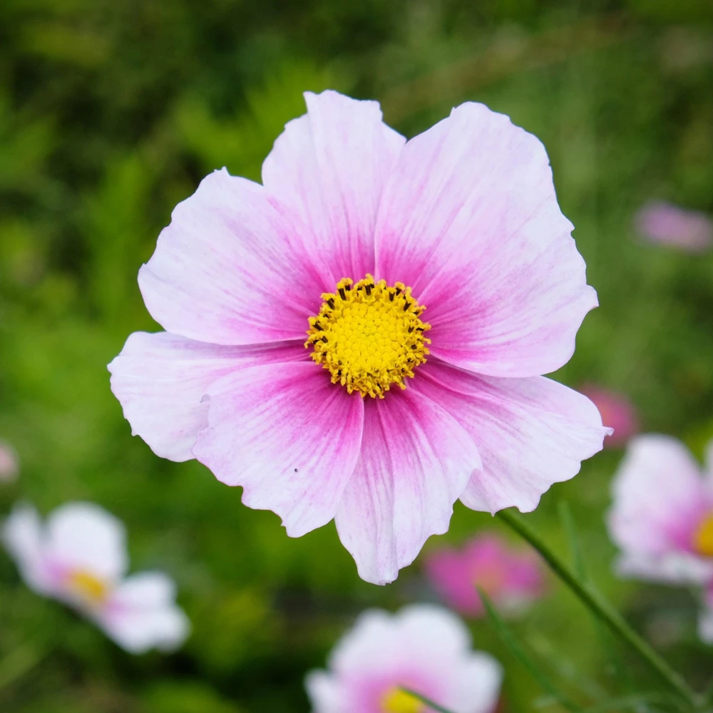 Daydream Cosmos Seeds - White & Pink Bicolor Flowers, 150 Seeds - Image 4