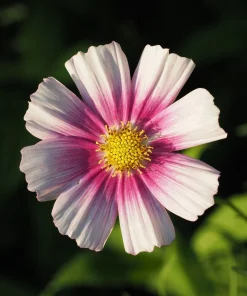 Daydream Cosmos Seeds - White & Pink Bicolor Flowers, 150 Seeds - Image 5