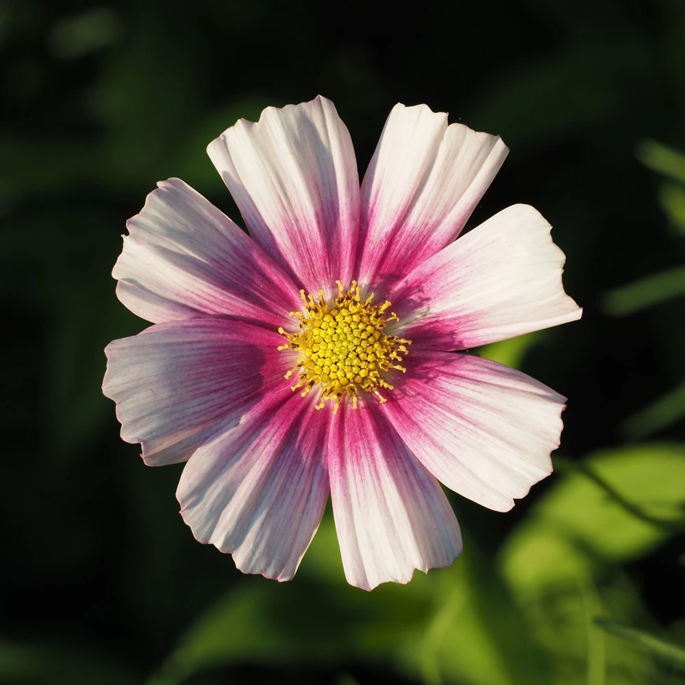Daydream Cosmos Seeds - White & Pink Bicolor Flowers, 150 Seeds - Image 5