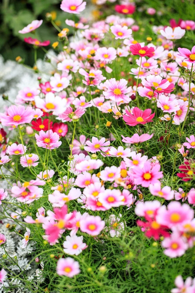 Daydream Cosmos Seeds - White & Pink Bicolor Flowers, 150 Seeds - Image 1