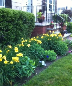 Daylily Bengaleer Hemerocallis Yellow Perennial Flower Bulb Bare Root Plant (1) - Image 2