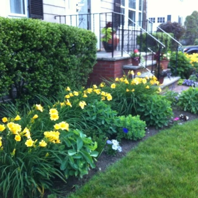 Daylily Bengaleer Hemerocallis Yellow Perennial Flower Bulb Bare Root Plant (1) - Image 2