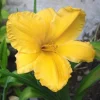 Daylily Bengaleer Hemerocallis Yellow Perennial Flower Bulb Bare Root Plant (1) - Image 1