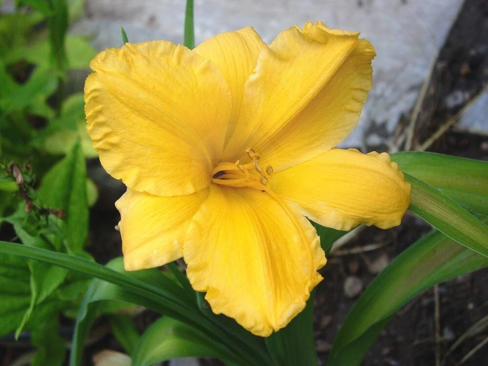 Daylily Bengaleer Hemerocallis Yellow Perennial Flower Bulb Bare Root Plant (1) - Image 1