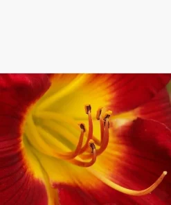 Daylily Breathless Beauty Bare Root Plant - Perennial Bulb, Multicolor, Outdoor - Image 2