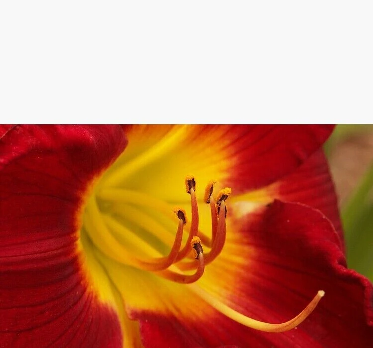 Daylily Breathless Beauty Bare Root Plant - Perennial Bulb, Multicolor, Outdoor - Image 2