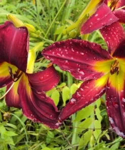 Daylily Breathless Beauty Bare Root Plant - Perennial Bulb, Multicolor, Outdoor - Image 3