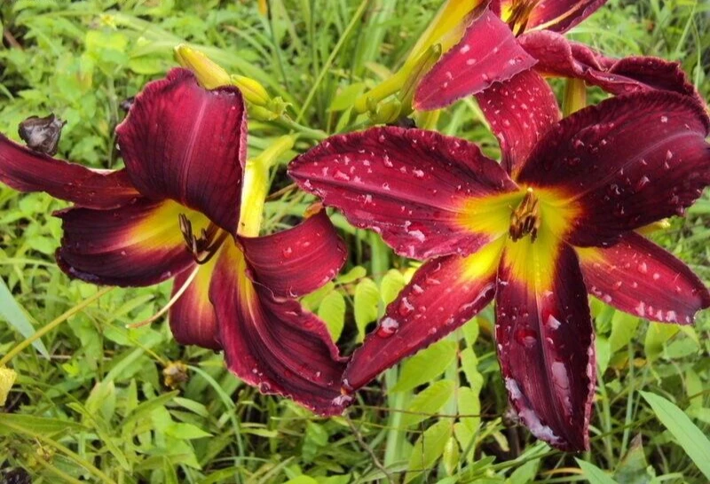 Daylily Breathless Beauty Bare Root Plant - Perennial Bulb, Multicolor, Outdoor - Image 3