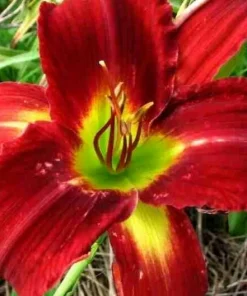 Daylily Breathless Beauty Bare Root Plant - Perennial Bulb, Multicolor, Outdoor - Image 4