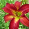Daylily Breathless Beauty Bare Root Plant - Perennial Bulb, Multicolor, Outdoor - Image 1