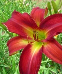 Daylily Breathless Beauty Bare Root Plant - Perennial Bulb, Multicolor, Outdoor - Image 1