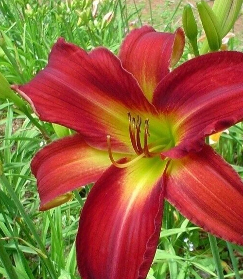 Daylily Breathless Beauty Bare Root Plant - Perennial Bulb, Multicolor, Outdoor - Image 1