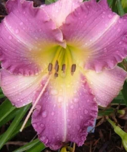 Daylily Lavender Blush (1) Reblooming Perennial Flower Bulb Bare Root Plant Outdoor - Image 2