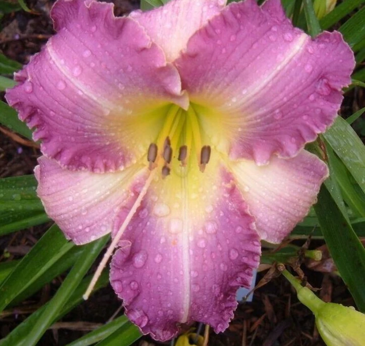 Daylily Lavender Blush (1) Reblooming Perennial Flower Bulb Bare Root Plant Outdoor - Image 2