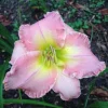 Daylily Lavender Blush (1) Reblooming Perennial Flower Bulb Bare Root Plant Outdoor - Image 1